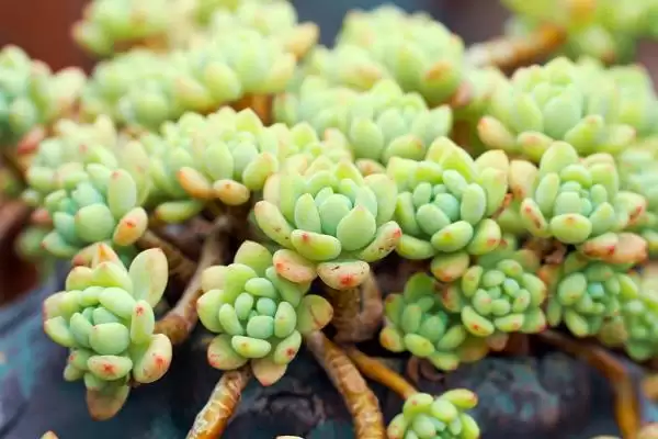 图片[5]-养多肉植物使其更美观的方法和重点？养多肉植物使其更美观要做好哪些细节？-会东网
