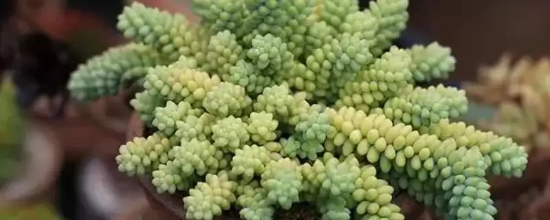 解决玉缀叶子干瘪萎缩问题的方法和重点？解决玉缀叶子干瘪萎缩问题要做好哪些细节？-会东网