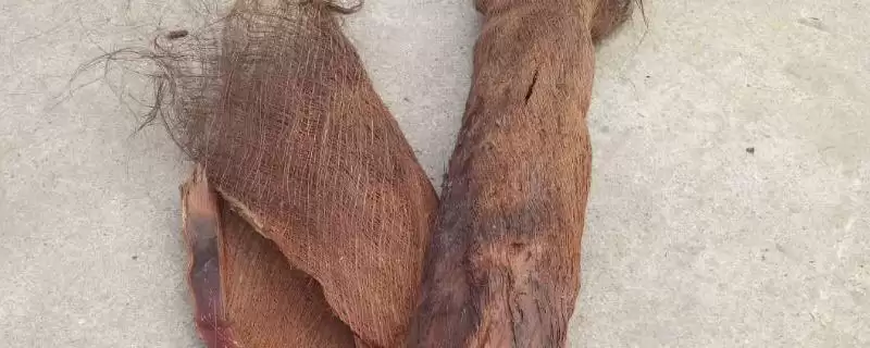 棕树皮直接种花的可行性和要点？利用棕树皮种花需注意什么？-会东网