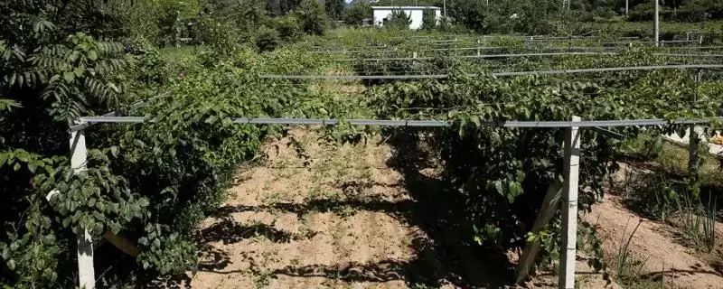 猕猴桃具有什么样的观赏价值呢 ,猕猴桃可用来做垂直绿化具观赏价值-会东网