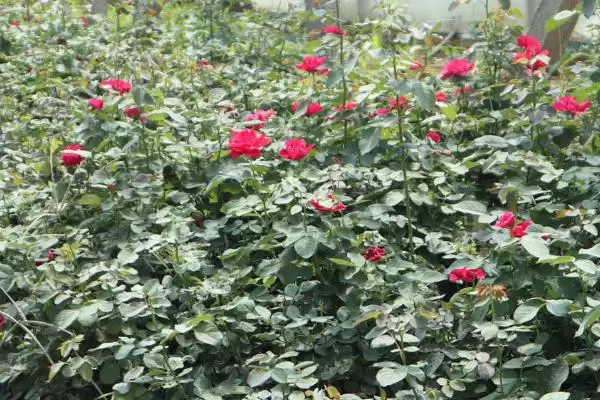 图片[2]-掌握月季花栽培技术的方法和重点？掌握月季花栽培技术要做好哪些细节？-会东网