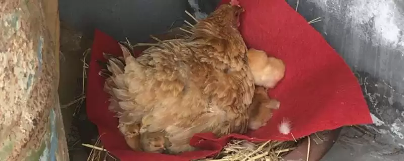 母鸡翻肛受精的方法是怎样的呢 ,母鸡翻肛受精一般需借助注射器来操作-会东网
