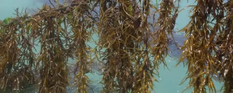 马尾藻的产地在哪里 ,马尾藻盛产于哪些沿海地区-会东网