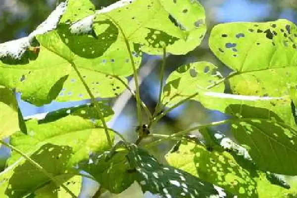 图片[5]-茶叶害虫的天然克星：苦楝树叶、枫杨树叶、松针叶的防虫功效-会东网