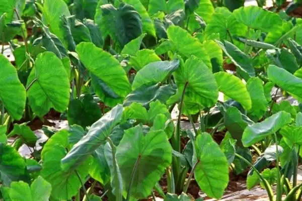 图片[5]-确定芋头种植时间的方法和重点？确定芋头种植时间要做好哪些细节？-会东网