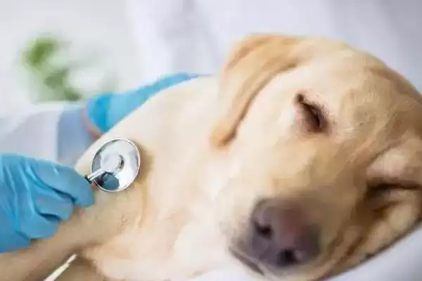 图片[5]-犬瘟症状全解：咳嗽、流脓鼻涕、眼屎多等表现分析-会东网