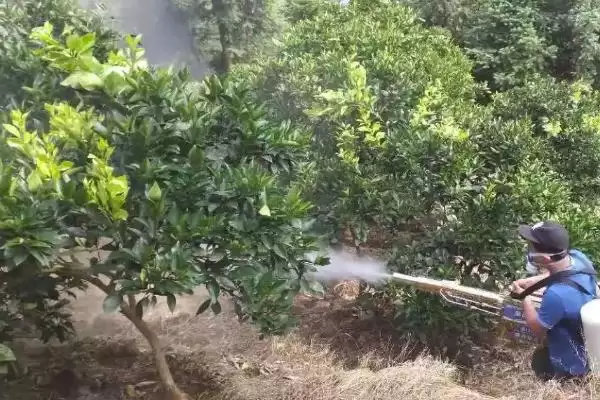 图片[8]-脐橙施肥技巧：树行间开沟施入的操作要点-会东网