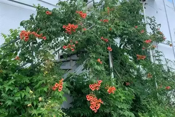 图片[5]-凌霄花的寓意内涵 ,凌霄花有哪些美好的寓意呢？-会东网