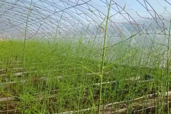 图片[2]-芦笋的管理方法有哪些 ,芦笋怎样进行管理-会东网