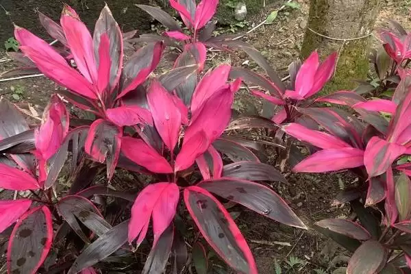 图片[3]-朱蕉竹寓意的内涵和要点？理解朱蕉竹寓意需关注哪些方面？-会东网