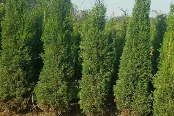图片[4]-蜀桧的价格？了解蜀桧价格要分析哪些市场供需和植株规格影响因素？-会东网