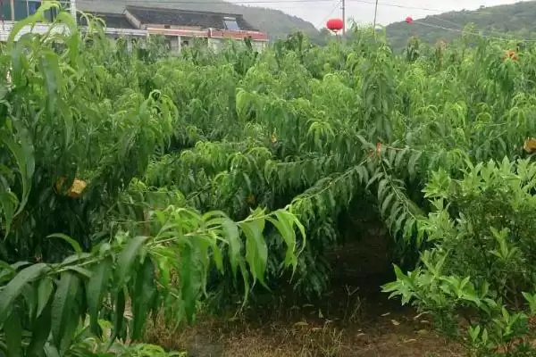 图片[2]-种植水蜜桃的方法和重点？种植水蜜桃要做好哪些细节？-会东网