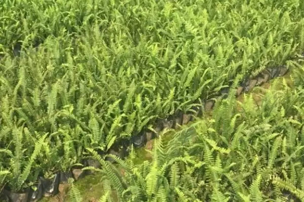 图片[4]-种植肾蕨的前景和要点？种植肾蕨需关注哪些市场发展要素？-会东网