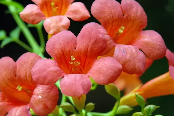 图片[5]-凌霄花在院子里的种植可行性 ,凌霄花无毒为何可种院子里？-会东网