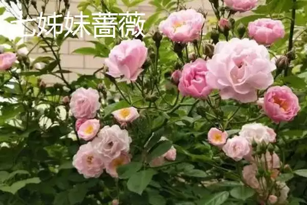 图片[6]-蔷薇优良品种大推荐：5种观赏价值高的品种介绍-会东网