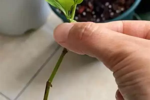 图片[5]-蓝花鼠尾草的开花时间 ,蓝花鼠尾草通常何时开花呢？-会东网