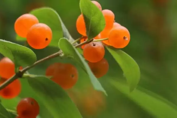 图片[4]-忍冬有什么花语？了解忍冬花语要探究哪些文化内涵？-会东网