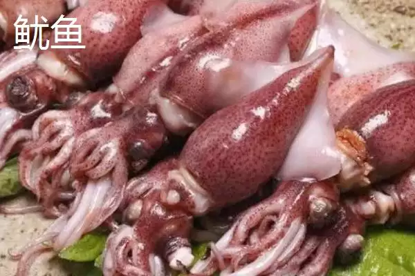 图片[3]-乌贼与鱿鱼区别的要点和对比？分辨乌贼与鱿鱼需注意什么？-会东网