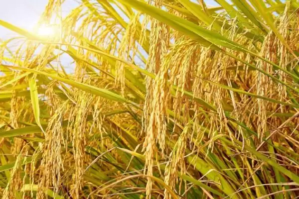 了解早玉香粳水稻种子特征特性的方法和重点?了解早玉香粳水稻种子特征特性要做好哪些细节?插图2 了解早玉香粳水稻种子特征特性的方法和重点?了解早玉香粳水稻种子特征特性要做好哪些细节?插图2