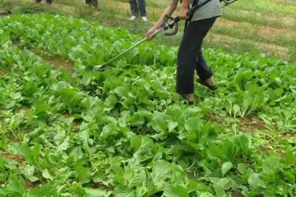 图片[2]-蔬菜如何补钙？给蔬菜补钙要掌握哪些合适的补钙方式和肥料选择？-会东网