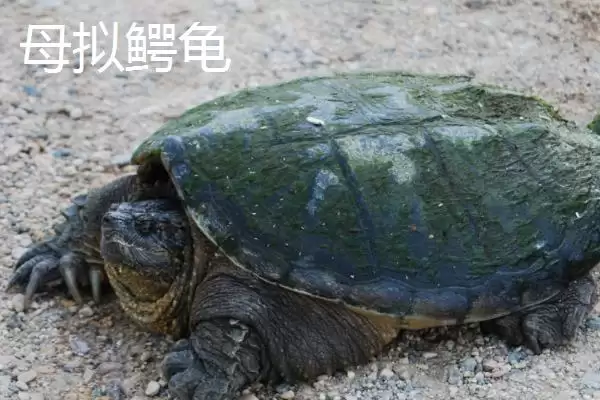图片[4]-拟鳄龟的成长奇迹：人工饲养可长到30-45厘米的奥秘-会东网