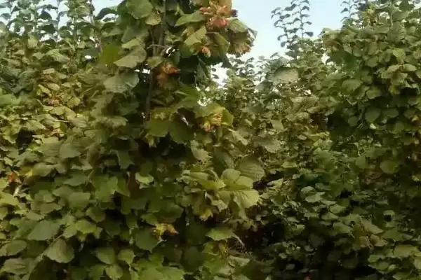 图片[2]-掌握榛子树施肥方法的方法和重点？掌握榛子树施肥方法要做好哪些细节？-会东网