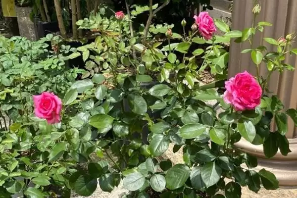 图片[5]-养月季花的方法和重点？养月季花要做好哪些细节？-会东网