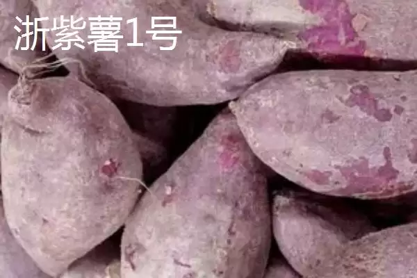 图片[7]-紫薯品种的种类和要点？了解紫薯品种需关注哪些关键信息？-会东网