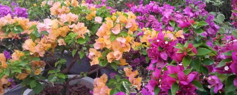 三角梅不开花的解决办法？养护三角梅应对不开花要采取哪些措施？-会东网