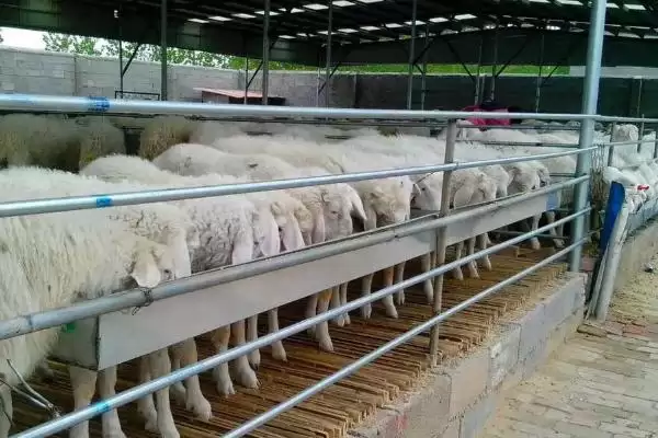 图片[3]-肉羊的养殖效益会受到哪些因素的影响？分析肉羊养殖效益要考虑哪些因素？-会东网