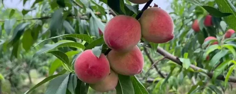 了解胭脂脆桃成熟时间的方法和重点？了解胭脂脆桃成熟时间要做好哪些细节？-会东网