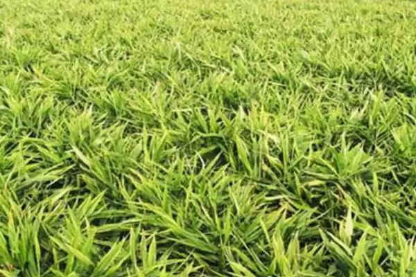 图片[3]-金针菜的别称 ,金针菜还有哪些别的名称呢-会东网