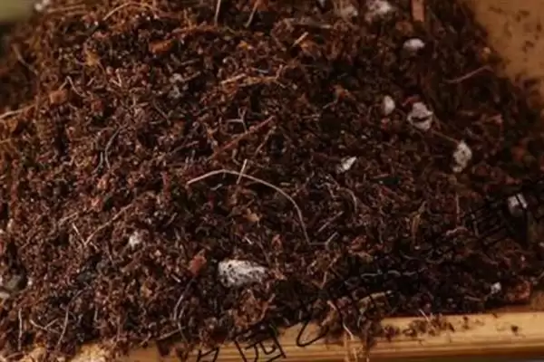 图片[7]-养七叶莲盆景的方法和重点？养七叶莲盆景要做好哪些细节？-会东网