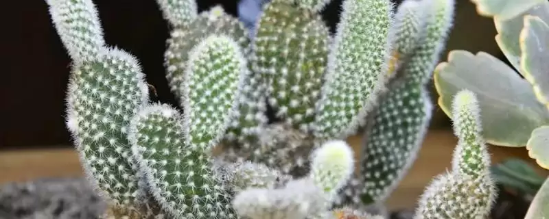 仙人掌花语的含义和要点？理解仙人掌花语需关注哪些关键内容？-会东网