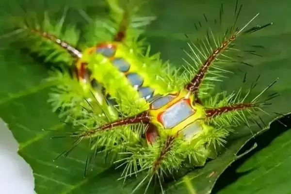 图片[5]-什么是洋辣子？了解洋辣子要知晓哪些关键的生物特性和危害方式？-会东网