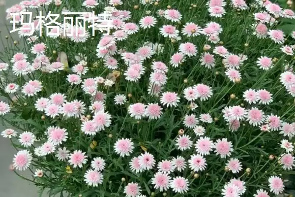 图片[8]-挑选品质好的小菊系菊花种子的方法和重点？挑选品质好的小菊系菊花种子要做好哪些细节？-会东网