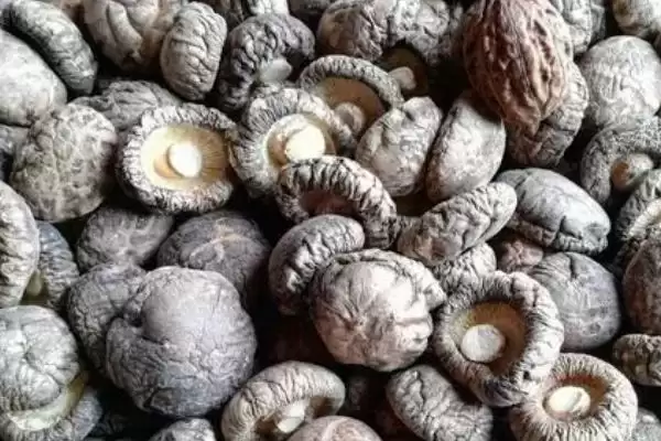 图片[11]-香菇品种的种类和要点？了解香菇品种需关注哪些关键内容？-会东网