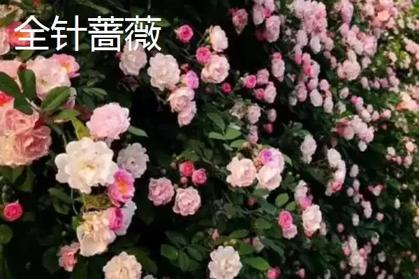 图片[3]-蔷薇花种类大集合：多数为世界著名观赏植物的品种介绍-会东网
