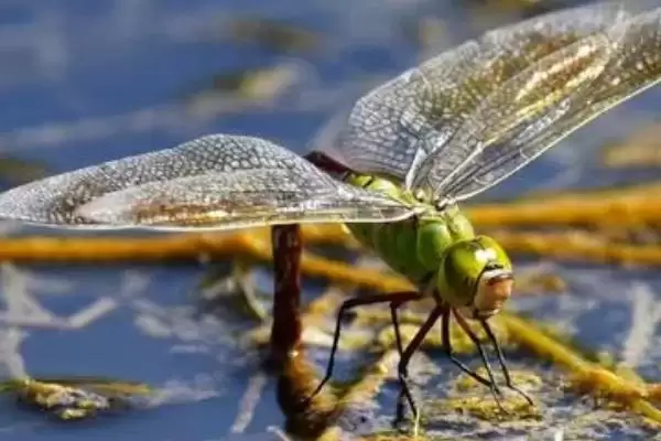 动物界的“眼王”:蜻蜓拥有超多眼睛的神奇秘密插图3 动物界的“眼王”:蜻蜓拥有超多眼睛的神奇秘密插图3