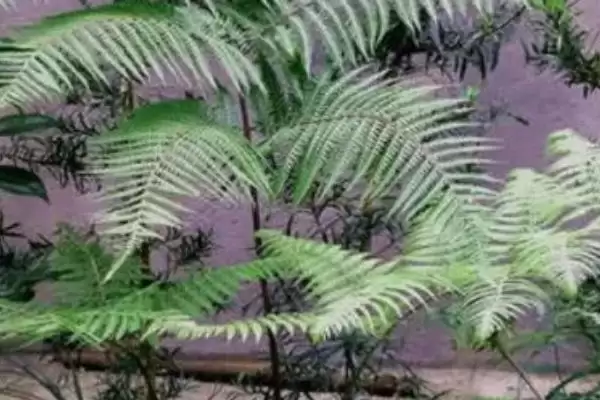 图片[4]-养金丝猴蕨植物的方法和重点？养金丝猴蕨植物要做好哪些细节？-会东网