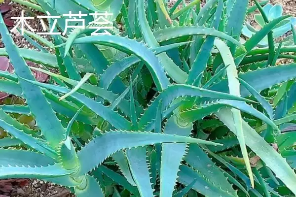 图片[2]-芦荟有哪些常见的种类 ,常见的芦荟种类有哪些-会东网
