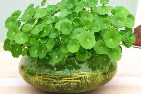 图片[4]-铜钱草的肥料怎么制做？制作铜钱草肥料要掌握哪些正确的原料配比和制作方法？-会东网