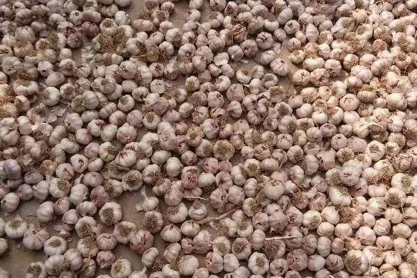 图片[4]-种植大蒜前的拌药种类和作用？种植大蒜拌药需注意哪些要点？-会东网