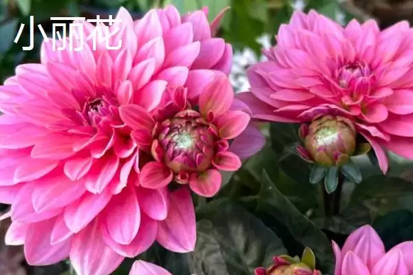 图片[2]-挑选品质好的小菊系菊花种子的方法和重点？挑选品质好的小菊系菊花种子要做好哪些细节？-会东网