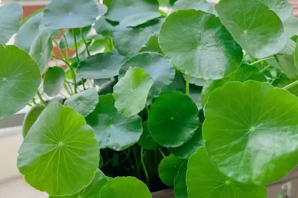 图片[6]-铜钱草叶子发黄的原因？探究铜钱草叶子发黄原因要考虑哪些养护和环境因素？-会东网