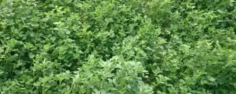 苜蓿种植管理技术有哪些要点呢,苜蓿种植过程中要注意做好追肥工作-会东网
