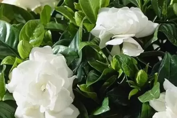图片[4]-掌握栀子花养殖要点的方法和重点？掌握栀子花养殖要点要做好哪些细节？-会东网