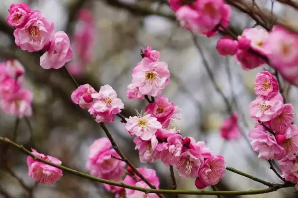 图片[2]-梅花具有哪些优秀的品质呢 ,梅花寓意强大独立、坚韧顽强等品质-会东网