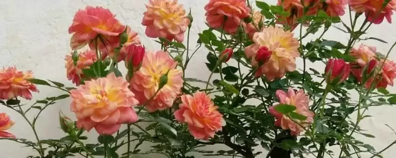 解决月季花卷叶问题的方法和重点？解决月季花卷叶问题要做好哪些细节？-会东网