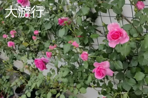 图片[2]-最美的月季花品种的种类和要点？选择月季花品种需关注哪些？-会东网